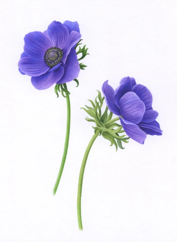 Two+purple+Anemones+150dpi.